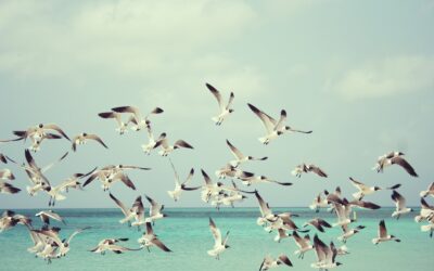 Jak utrzymać spokojny lot, by nie upaść? O pracy z własnymi myślami